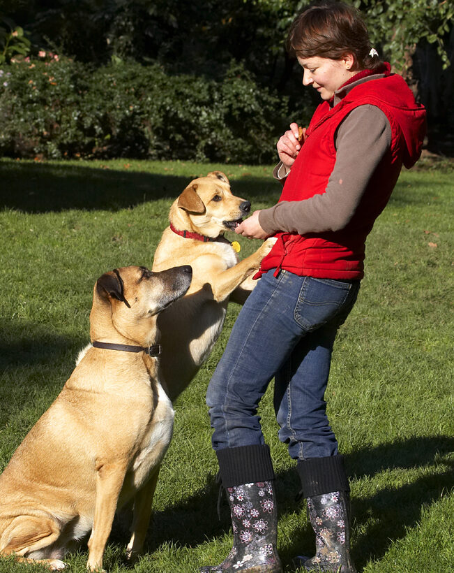 Aga, Cookie, Critter, Dog, Dogs, German Shepherd, Labrador, Play, Playing, Playtime, Savannah