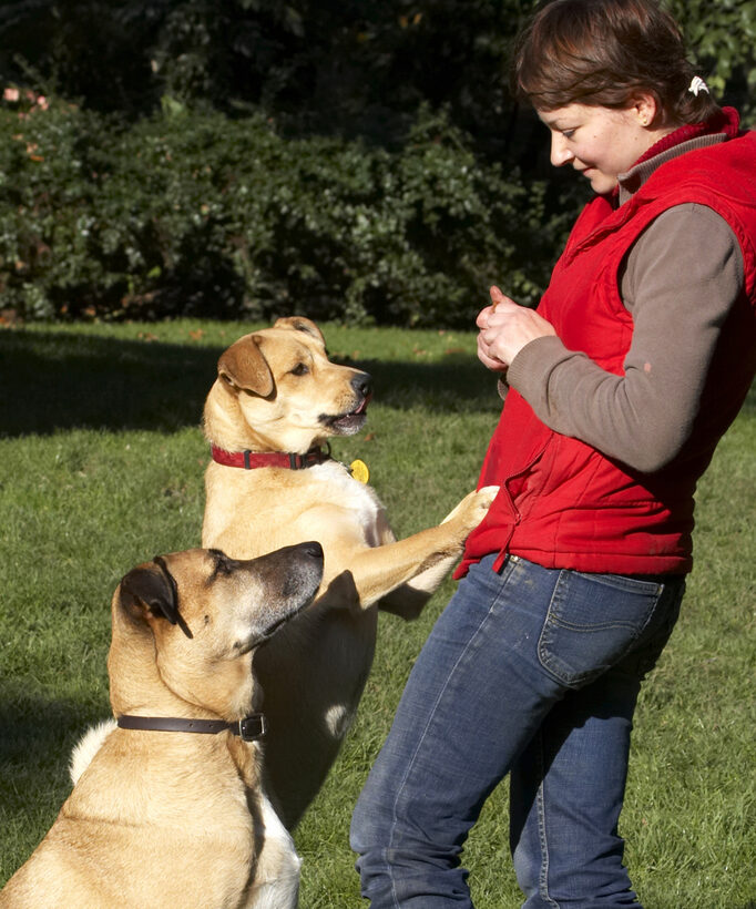 Aga, Cookie, Critter, Dog, Dogs, German Shepherd, Labrador, Play, Playing, Playtime, Savannah