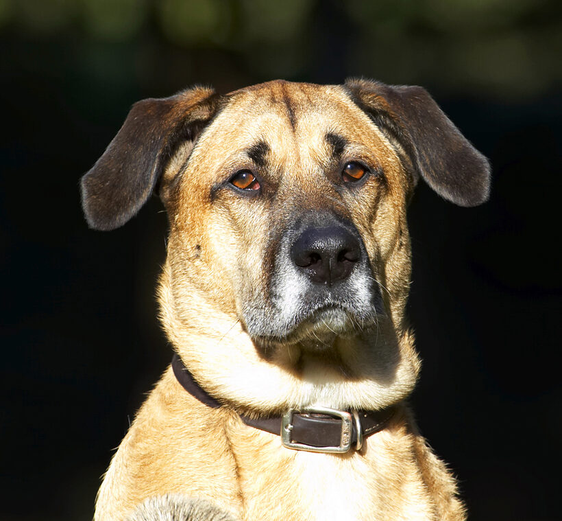 Dog, Dogs, German Shepherd, Head, Labrador, Play, Playing, Playtime, Savannah