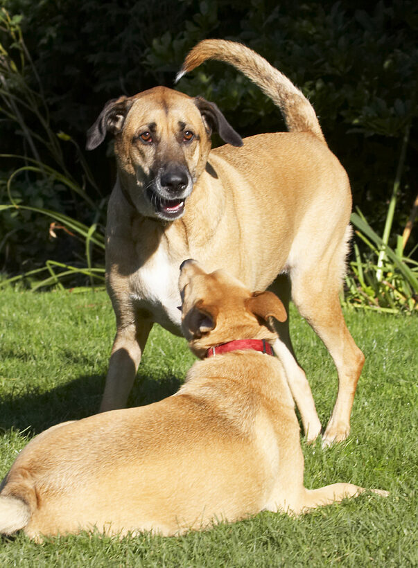Best, Critter, Dog, Dogs, Friends, German Shepherd, Labrador, Play, Playing, Playtime, Savannah