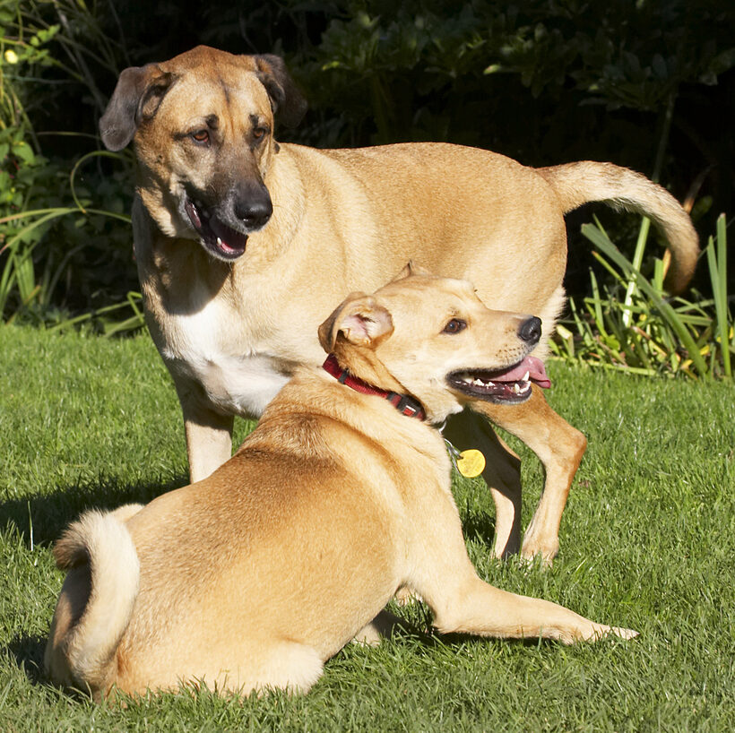 Best, Critter, Dog, Dogs, Friends, German Shepherd, Labrador, Play, Playing, Playtime, Savannah, Tongue