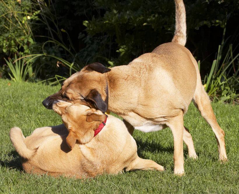 Best, Critter, Dog, Dogs, Friends, German Shepherd, Labrador, Play, Playing, Playtime, Savannah