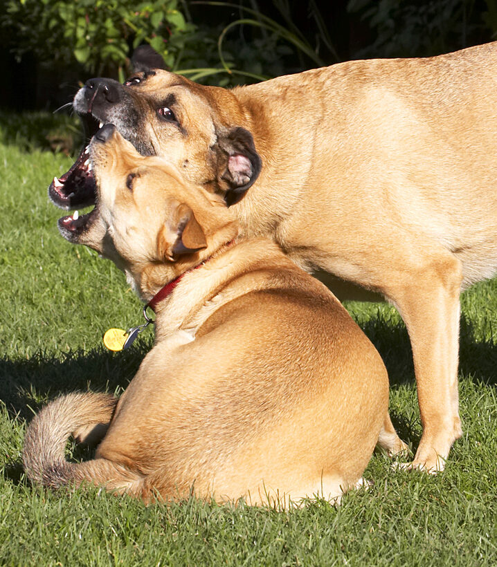Best, Critter, Dog, Dogs, Friends, German Shepherd, Labrador, Play, Playing, Playtime, Savannah