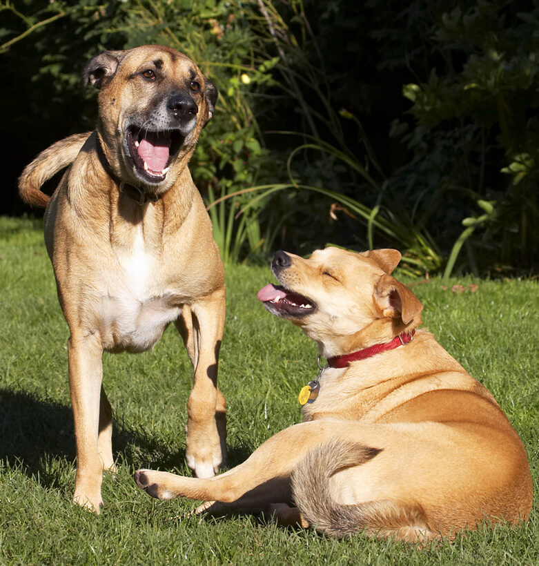 Best, Critter, Dog, Dogs, Friends, German Shepherd, Labrador, Laugh, Laughing, Play, Playing, Playtime, Savannah, Smile, Smiling, Tongue