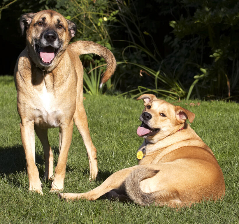 Best, Critter, Dog, Dogs, Friends, German Shepherd, Labrador, Laugh, Laughing, Play, Playing, Playtime, Savannah, Smile, Smiling, Tongue