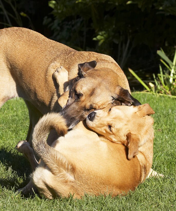 Best, Critter, Cuddle, Cuddling, Dog, Dogs, Friends, German Shepherd, Labrador, Play, Playing, Playtime, Savannah