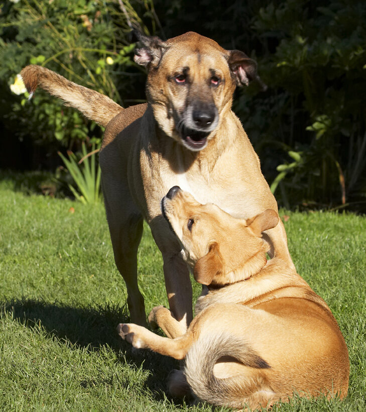Best, Critter, Dog, Dogs, Friends, German Shepherd, Labrador, Play, Playing, Playtime, Savannah