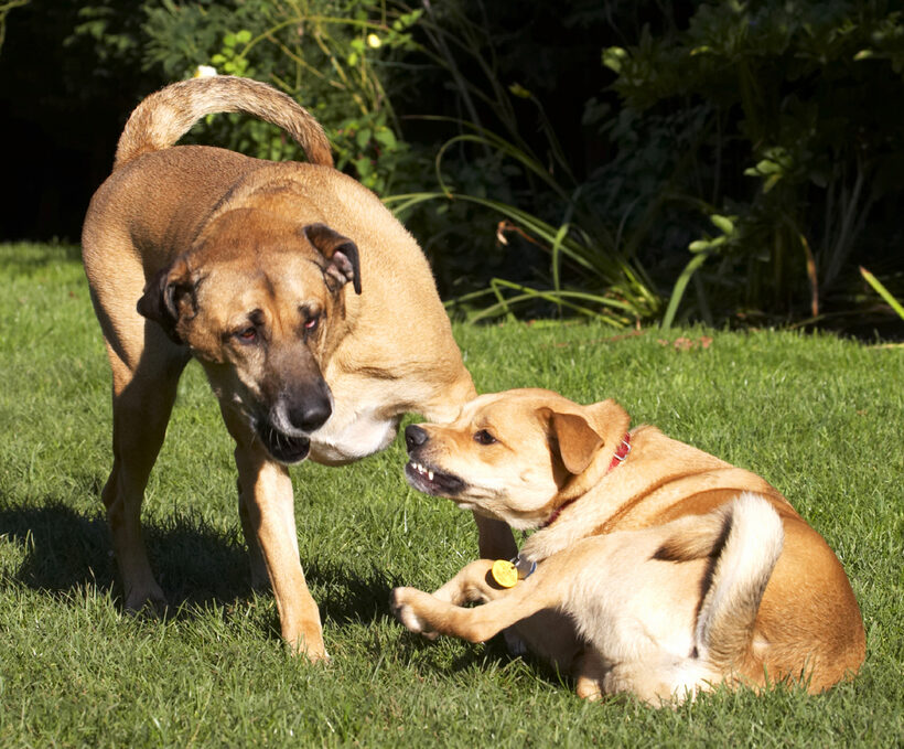Best, Critter, Dog, Dogs, Friends, German Shepherd, Labrador, Play, Playing, Playtime, Savannah