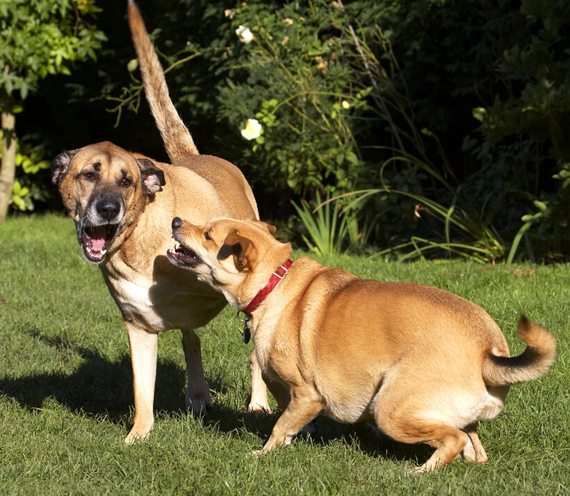 Best, Critter, Dog, Dogs, Friends, German Shepherd, Labrador, Play, Playing, Playtime, Savannah