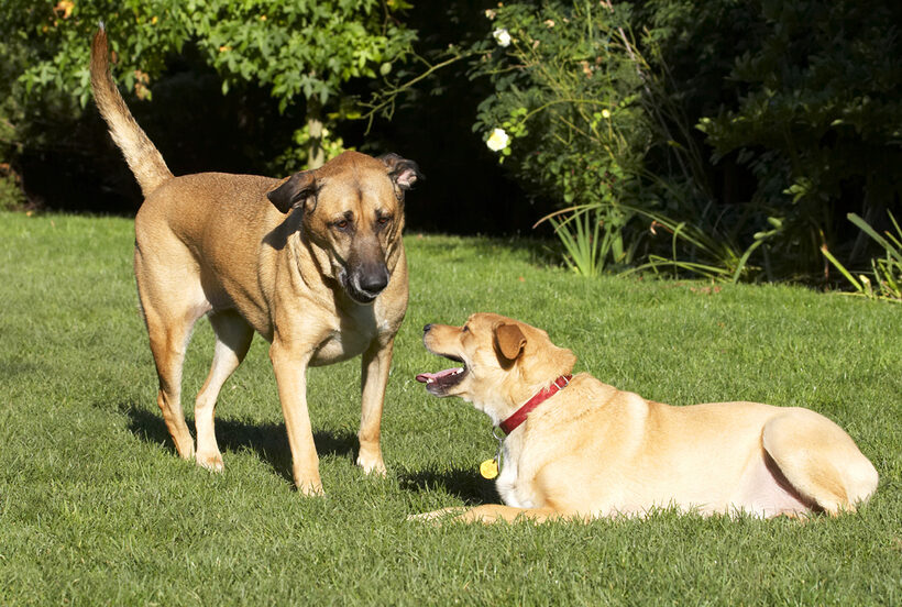 Best, Critter, Dog, Dogs, Friends, German Shepherd, Labrador, Play, Playing, Playtime, Savannah, Tongue