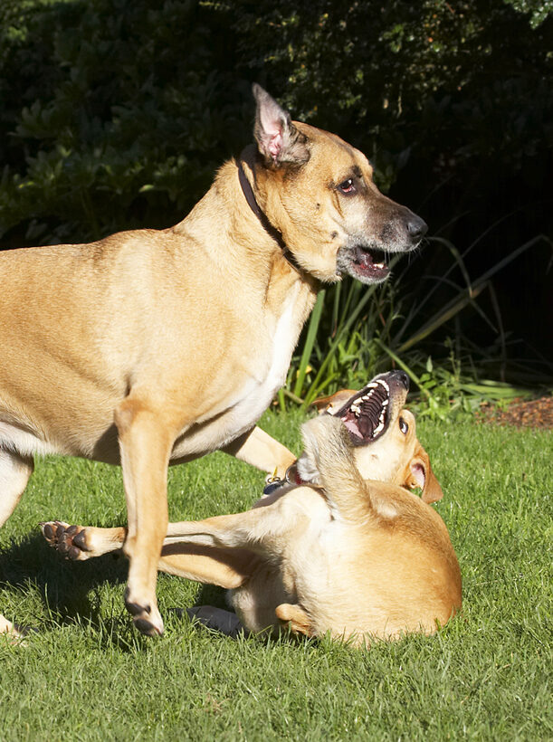 Best, Critter, Dog, Dogs, Friends, German Shepherd, Labrador, Play, Playing, Playtime, Savannah