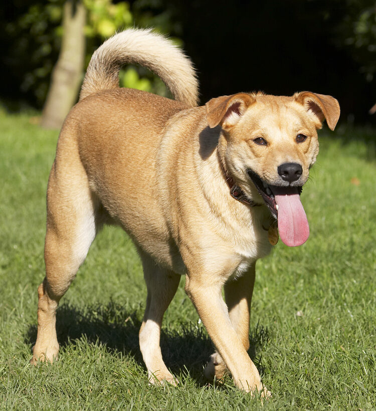 Critter, Dog, Dogs, German Shepherd, Labrador, Play, Playing, Playtime, Tongue