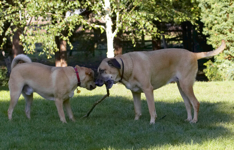 Critter, Dog, Dogs, German Shepherd, Labrador, Play, Playing, Playtime, Savannah, Stick