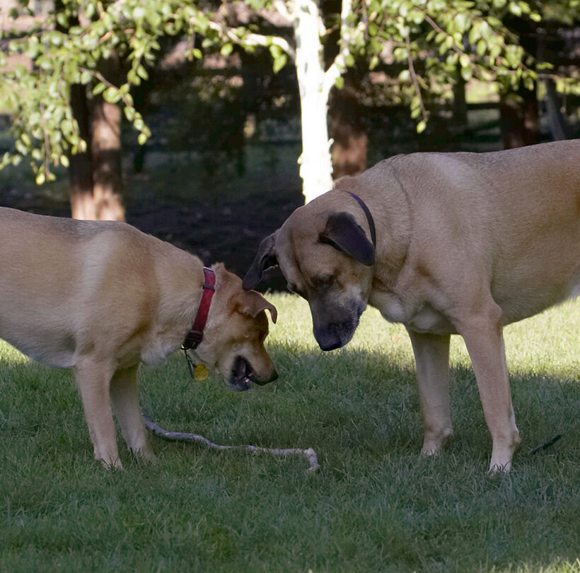 Critter, Dog, Dogs, German Shepherd, Labrador, Play, Playing, Playtime, Savannah, Stick