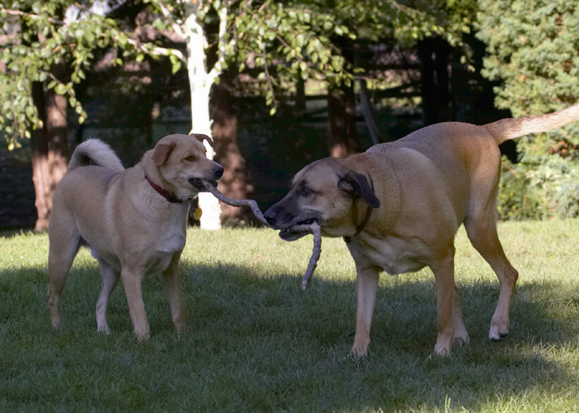 Critter, Dog, Dogs, German Shepherd, Labrador, Play, Playing, Playtime, Savannah, Stick, Tug-o-war