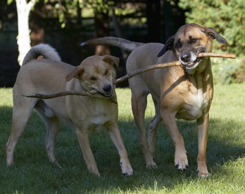 Critter, Dog, Dogs, German Shepherd, Labrador, Play, Playing, Playtime, Savannah, Stick, Tug-o-war