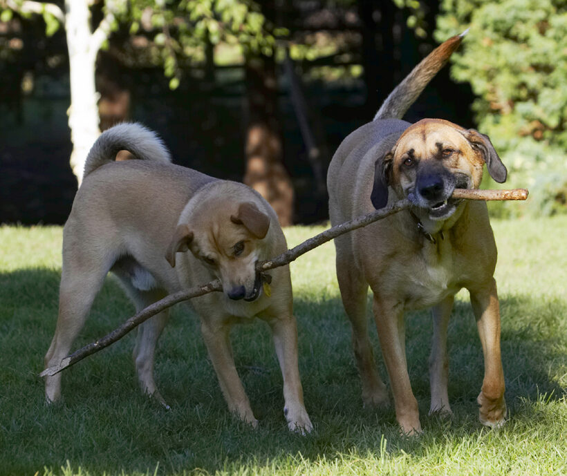 Critter, Dog, Dogs, German Shepherd, Labrador, Play, Playing, Playtime, Savannah, Stick, Tug-o-war
