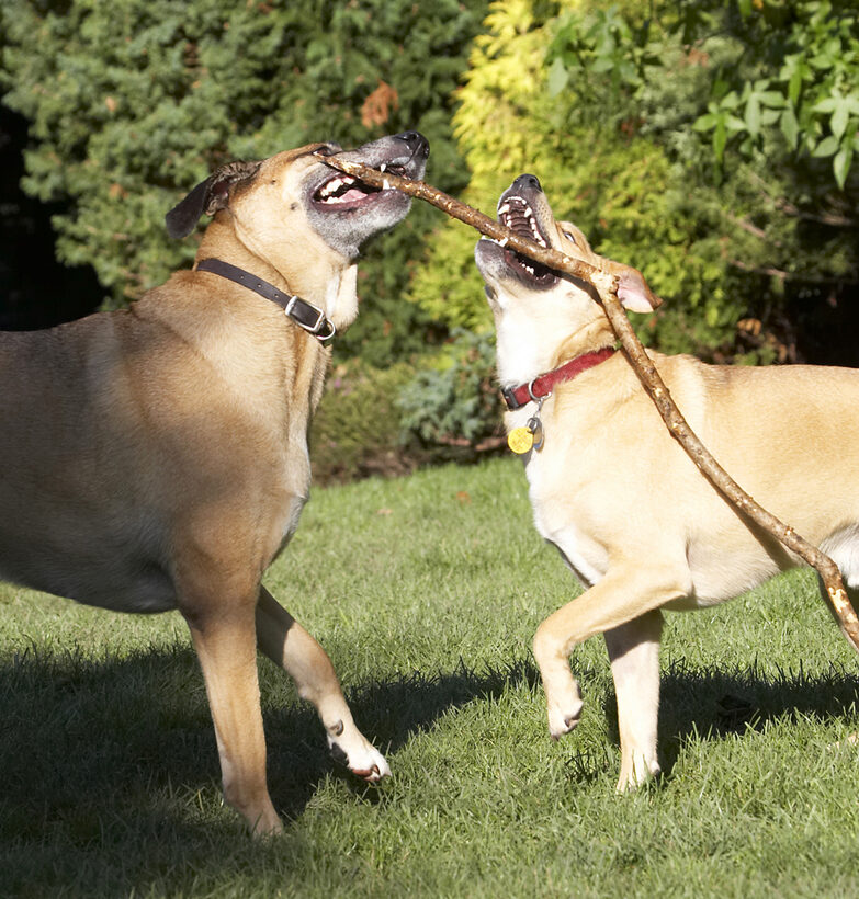 Critter, Dog, Dogs, German Shepherd, Labrador, Play, Playing, Playtime, Savannah, Stick, Tug-o-war