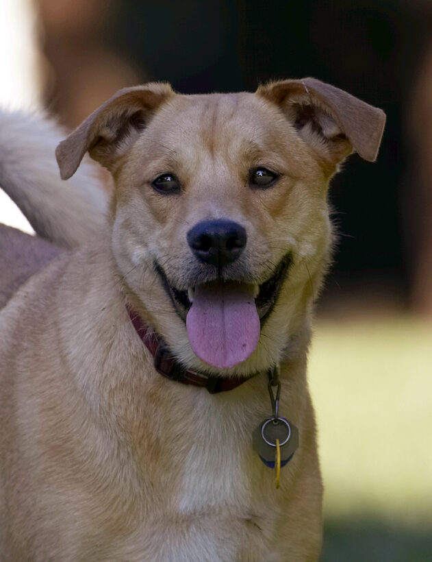 Critter, Dog, Dogs, German Shepherd, Labrador, Play, Playing, Playtime, Tongue