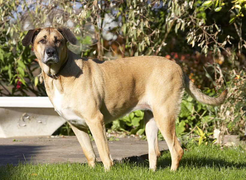 Dog, Dogs, German Shepherd, Labrador, Play, Playing, Playtime, Savannah