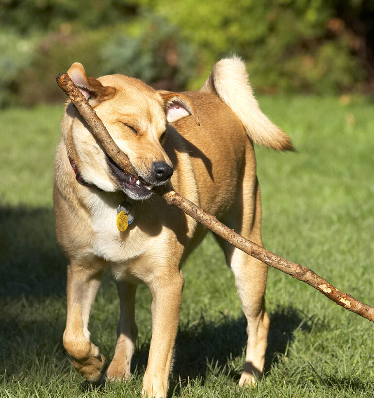 Critter, Dog, Dogs, German Shepherd, Labrador, Play, Playing, Playtime, Stick
