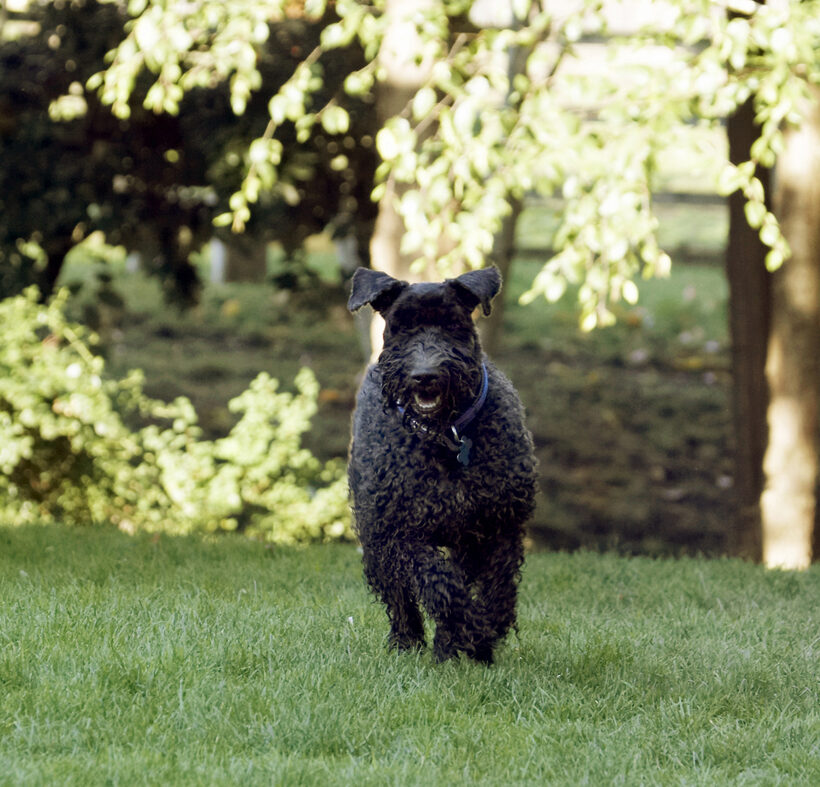Dog, Dogs, Kerry Blue Terrier, Paddy, Play, Playing, Playtime, Terriers