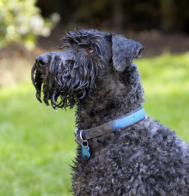 Dog, Dogs, Kerry Blue Terrier, Paddy, Play, Playing, Playtime, Terriers