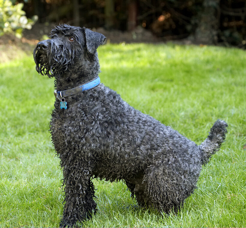 Dog, Dogs, Kerry Blue Terrier, Paddy, Play, Playing, Playtime, Sit, Sitting, Terriers