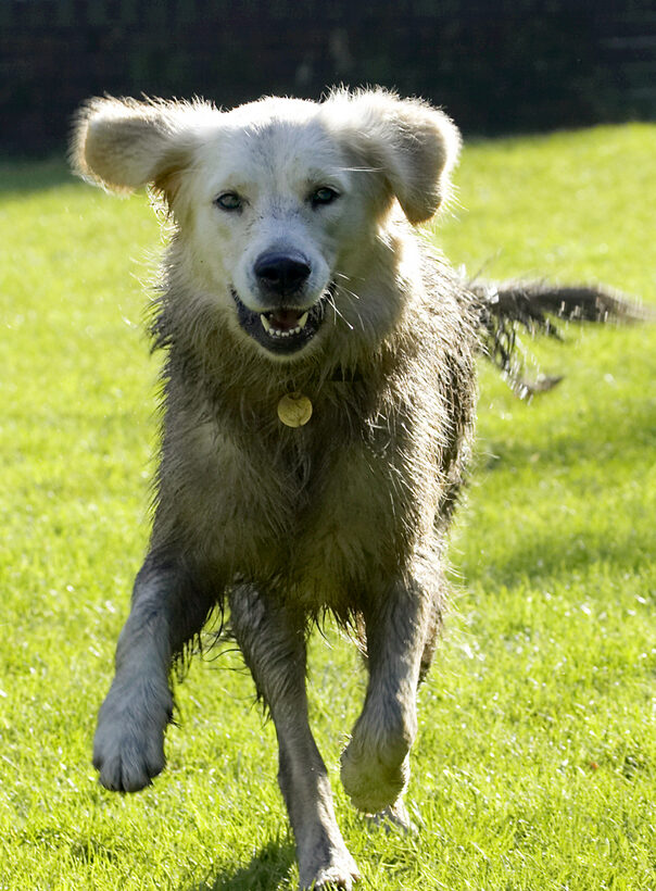 Dog, Dogs, Golden Retriever, Play, Playing, Playtime, Retrievers, Run, Running, Tia