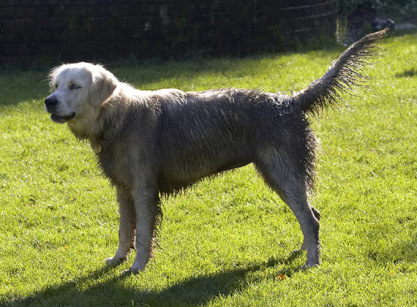 Dog, Dogs, Golden Retriever, Play, Playing, Playtime, Retrievers, Tia