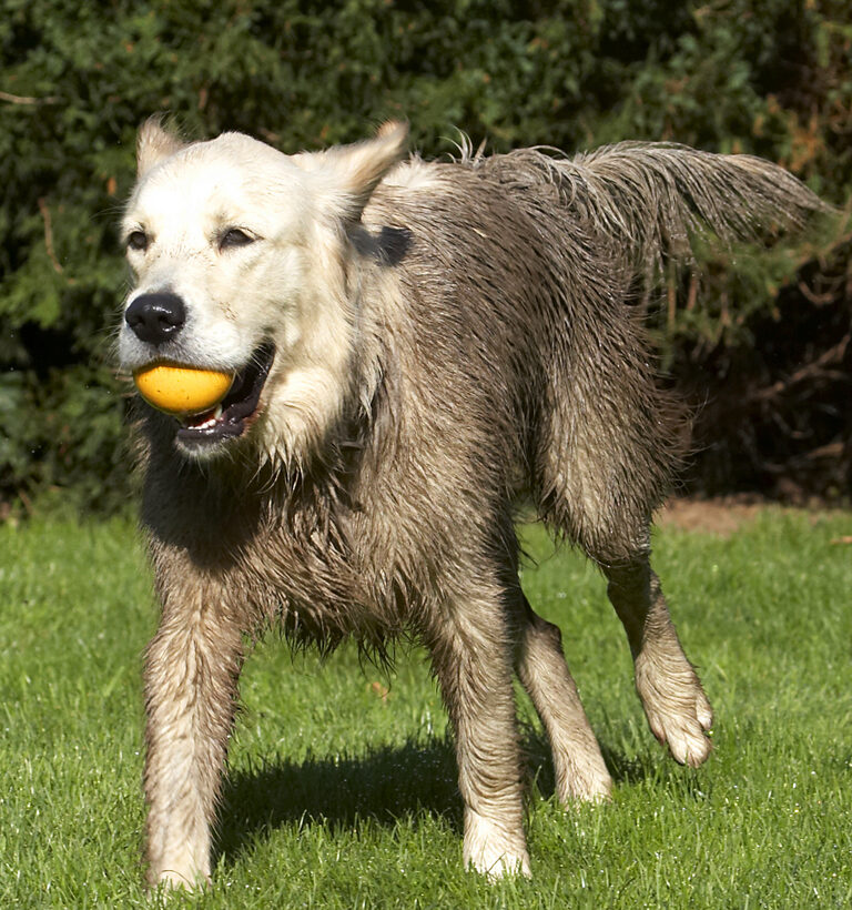 Ball, Dog, Dogs, Golden Retriever, Play, Playing, Playtime, Retrievers, Run, Running, Tia