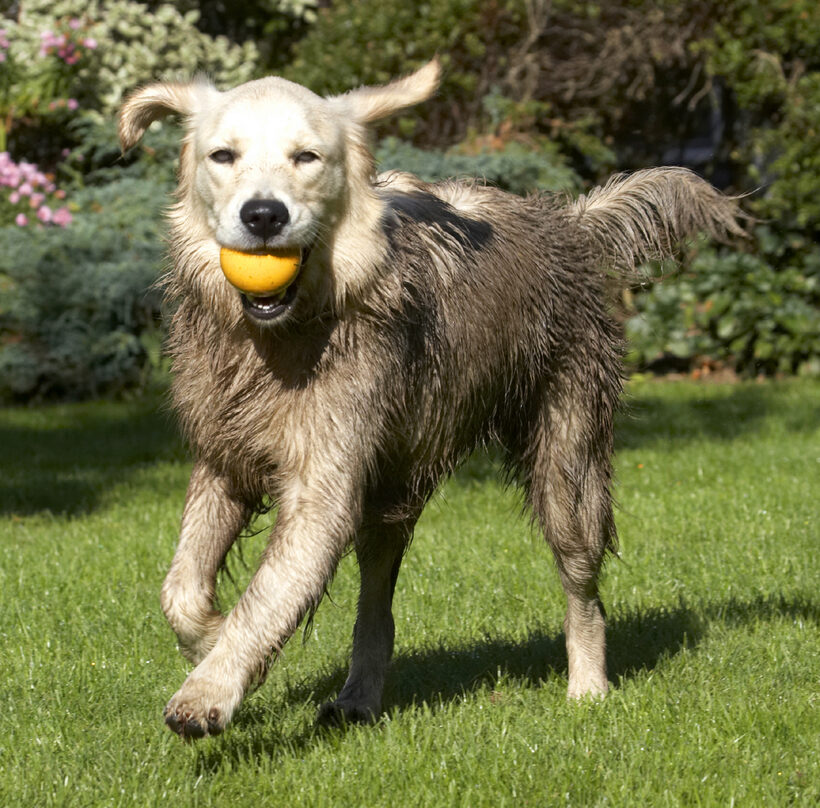 Ball, Dog, Dogs, Golden Retriever, Play, Playing, Playtime, Retrievers, Tia