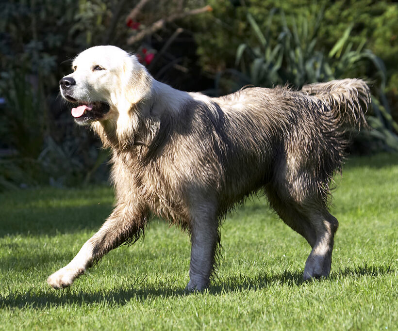 Dog, Dogs, Golden Retriever, Play, Playing, Playtime, Retrievers, Run, Running, Tia
