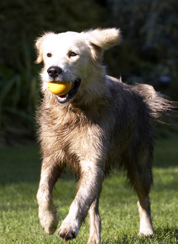 Ball, Dog, Dogs, Golden Retriever, Play, Playing, Playtime, Retrievers, Run, Running, Tia