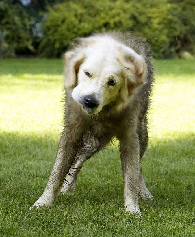 Dog, Dogs, Golden Retriever, Play, Playing, Playtime, Retrievers, Tia