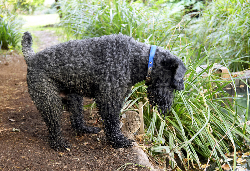 Dog, Dogs, Kerry Blue Terrier, Paddy, Play, Playing, Playtime, Terriers
