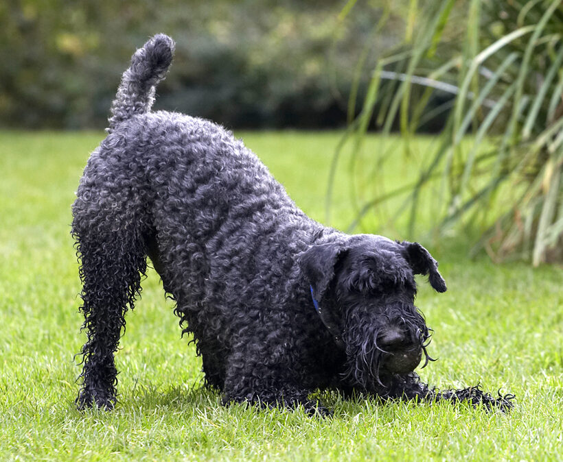 Dog, Dogs, Kerry Blue Terrier, Paddy, Play, Playing, Playtime, Terriers