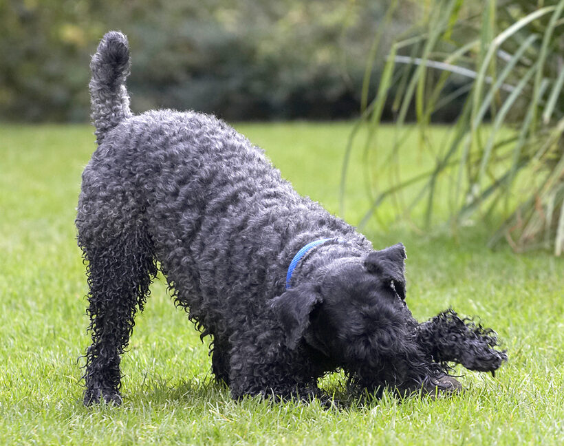 Ball, Dog, Dogs, Kerry Blue Terrier, Paddy, Play, Playing, Playtime, Terriers