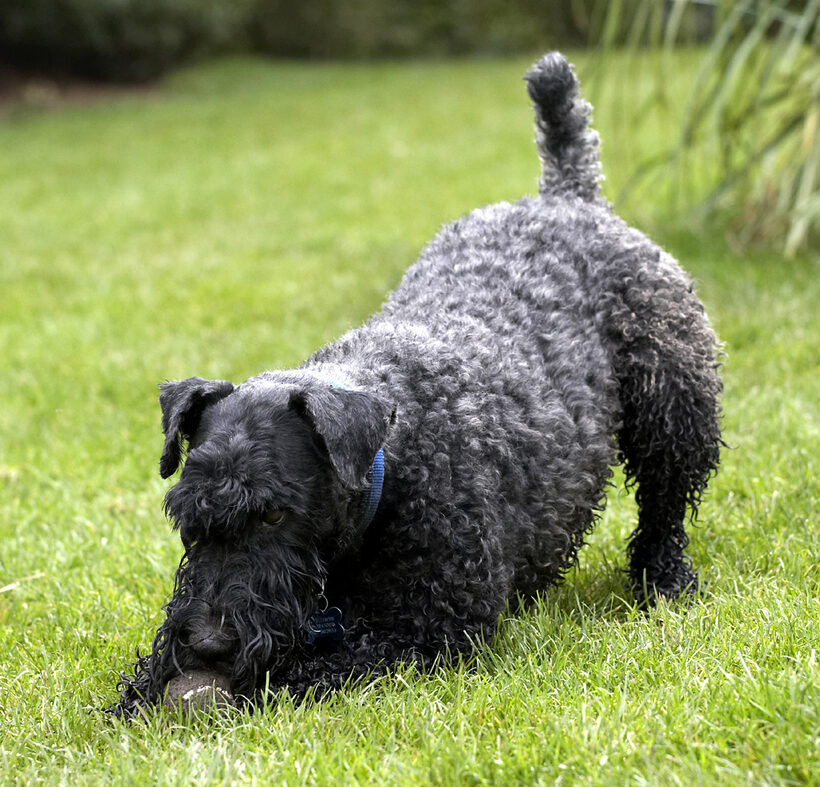Ball, Dog, Dogs, Kerry Blue Terrier, Paddy, Play, Playing, Playtime, Terriers