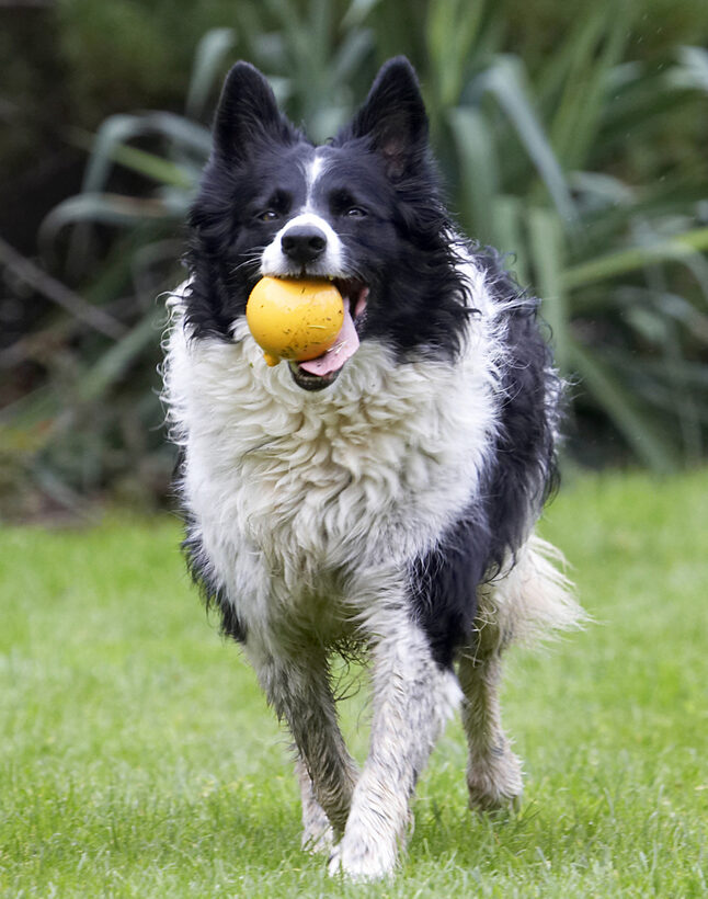Ball, Border Collie, Collies, Dog, Dogs, Jack, Play, Playing, Playtime
