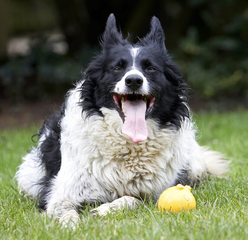 Ball, Border Collie, Collies, Dog, Dogs, Jack, Play, Playing, Playtime, Tongue