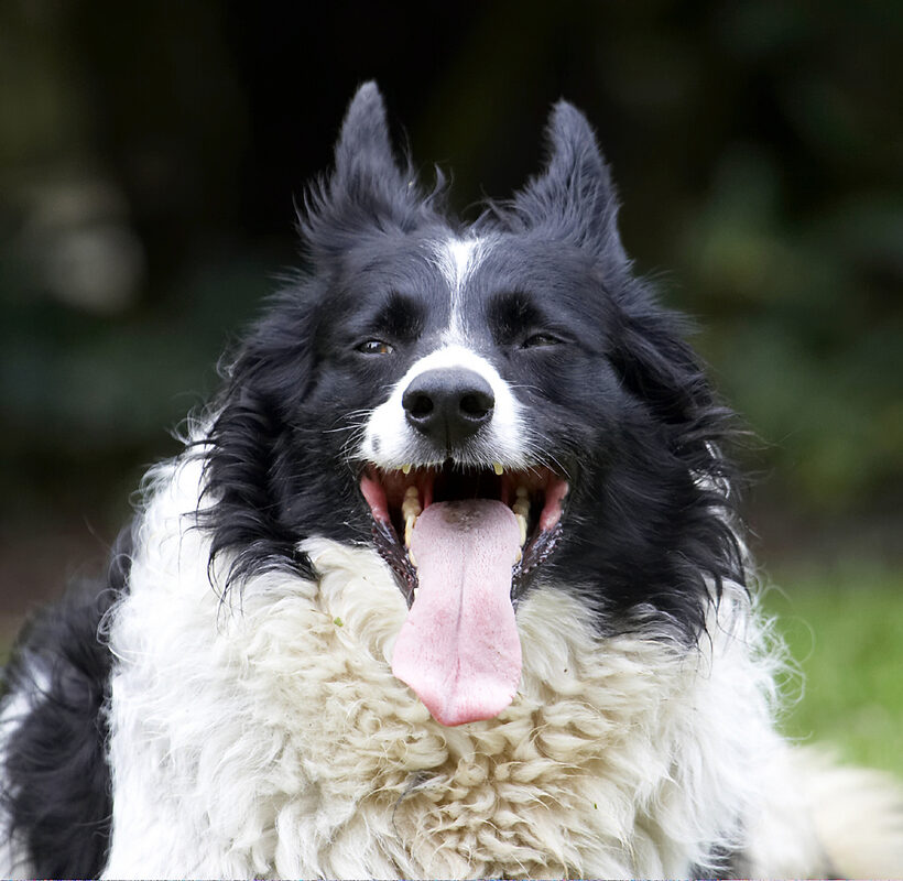 Border Collie, Collies, Dog, Dogs, Head, Jack, Play, Playing, Playtime, Tongue