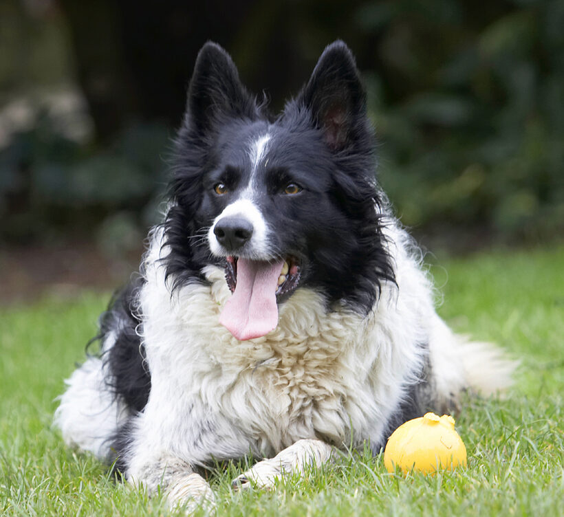Ball, Border Collie, Collies, Dog, Dogs, Jack, Play, Playing, Playtime, Tongue