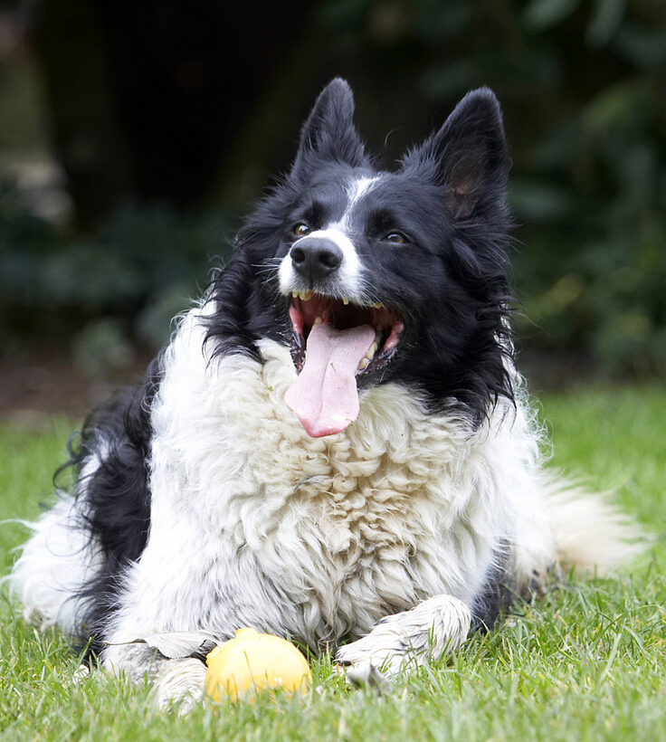 Ball, Border Collie, Collies, Dog, Dogs, Jack, Play, Playing, Playtime, Tongue
