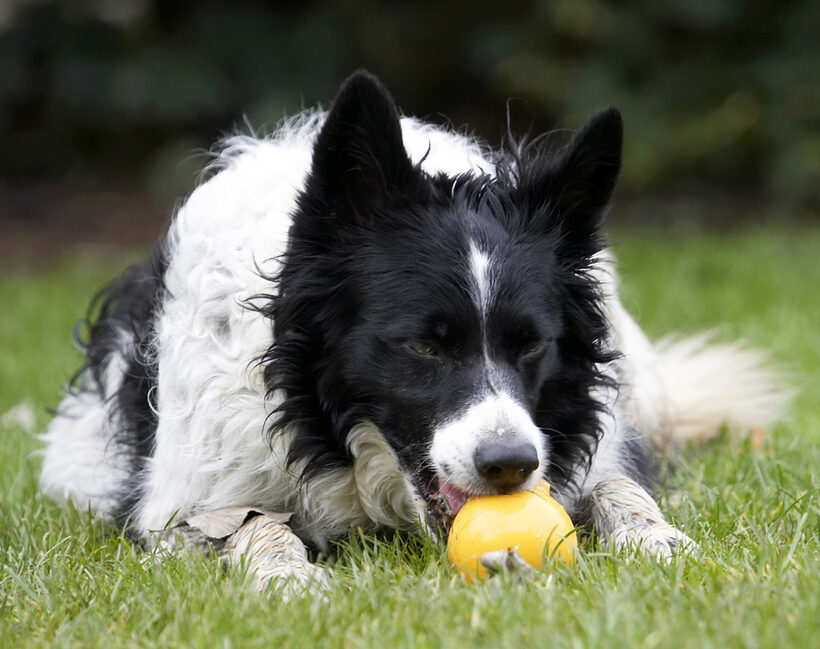 Border Collie, Collies, Dog, Dogs, Jack, Play, Playing, Playtime