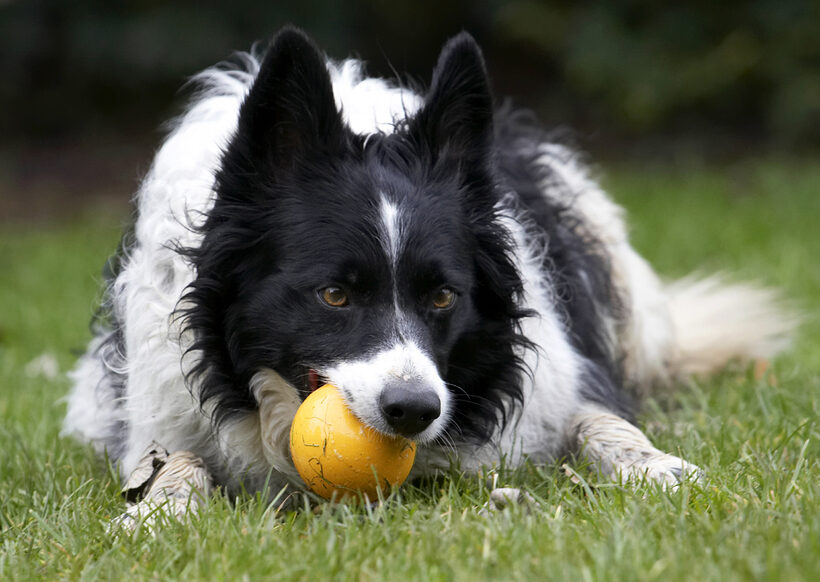 Ball, Border Collie, Collies, Dog, Dogs, Jack, Play, Playing, Playtime