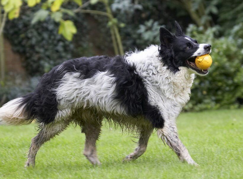 Ball, Border Collie, Collies, Dog, Dogs, Jack, Play, Playing, Playtime
