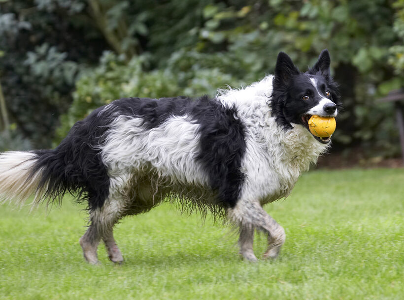Ball, Border Collie, Collies, Dog, Dogs, Jack, Play, Playing, Playtime