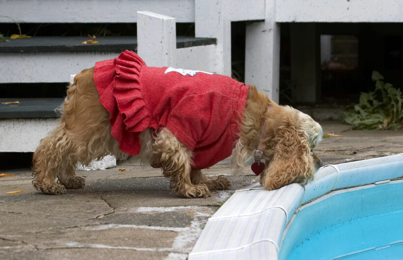 Alicia, American, Cocker, Dog, Dogs, Dress, Play, Playing, Playtime, Pool, Red, Spaniel, Spaniels, Swimming