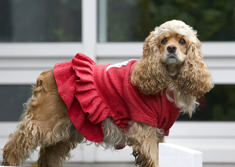 Alicia, American, Cocker, Dog, Dogs, Dress, Play, Playing, Playtime, Red, Spaniel, Spaniels